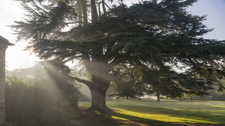 Sunlight streaming through the branches of a mature Cedar of Lebanon on Gunby’s East Lawn.